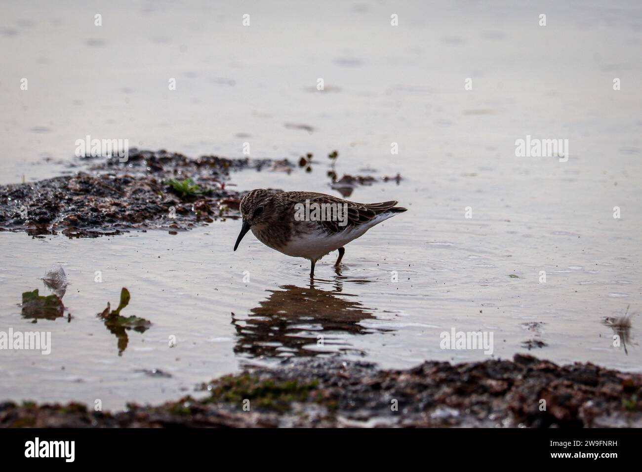 Almeno sandpiper o Calidris minutilla che si forgiano in uno stagno al ranch Riparian Water in Arizona. Foto Stock