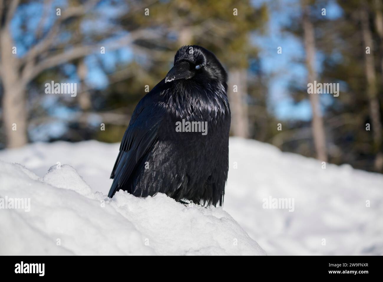Raven in inverno Foto Stock