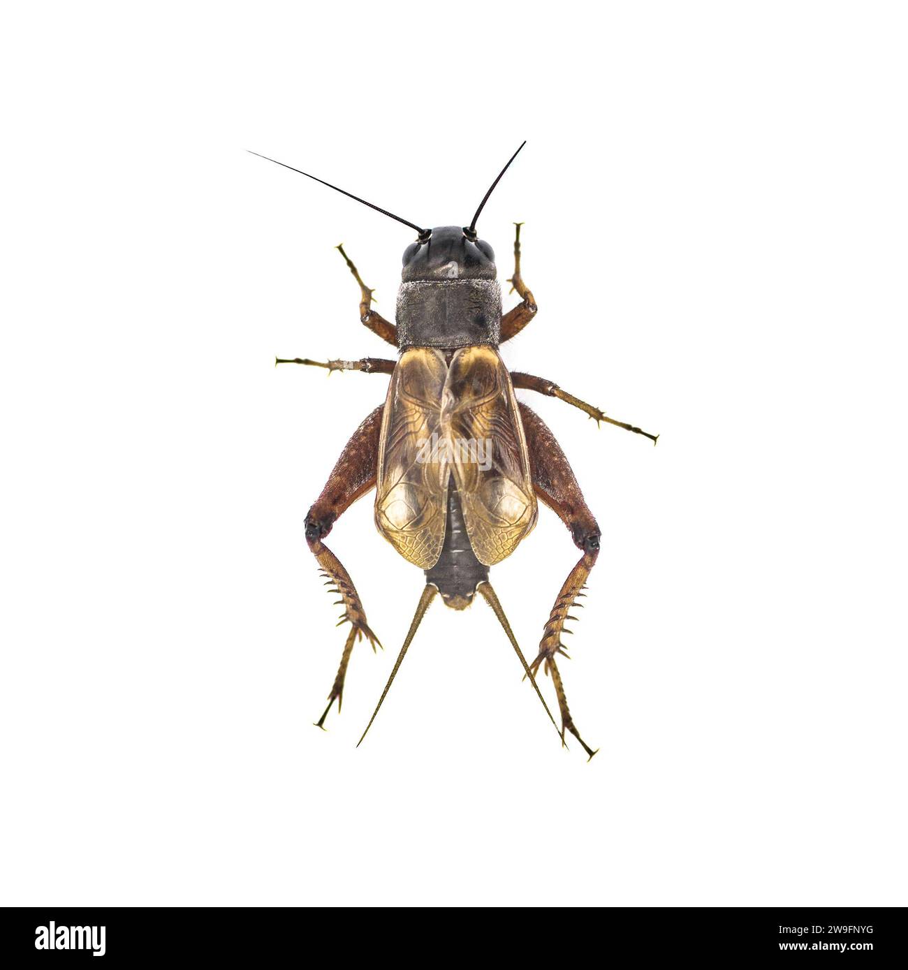 Cricket maschile comune - specie Gryllus - insetto nero e marrone scuro robusto, noto per i caldi suoni notturni estivi che emettono un richiamo di accoppiamento Foto Stock