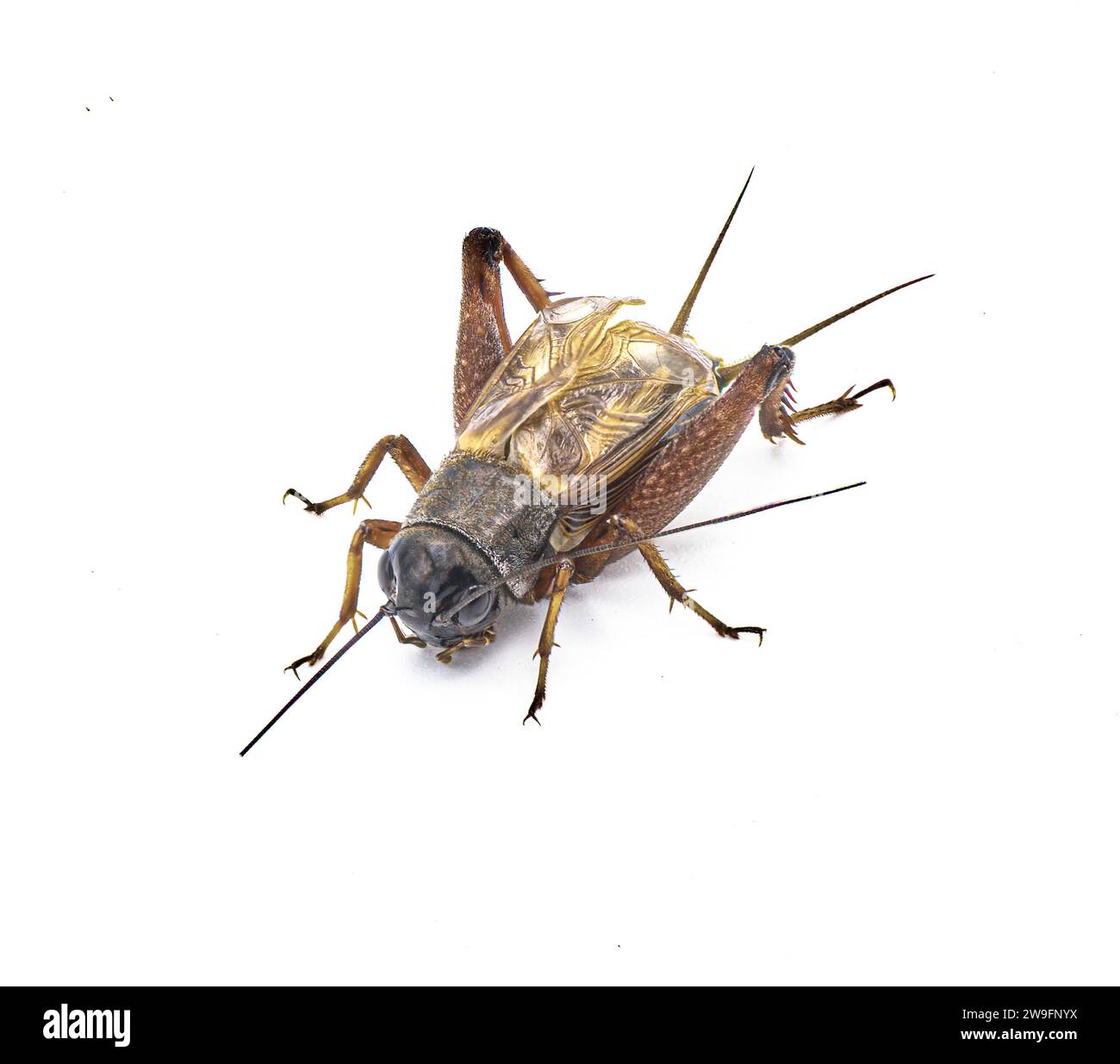 Cricket maschile di campo comune - specie Gryllus - insetto nero e bruno robusto e scuro con ali che eseguono note canzoni di chiamata di accoppiamento cinguettio. Isolat Foto Stock