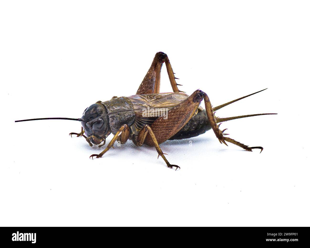 Cricket maschile comune - specie Gryllus - insetto nero e marrone scuro robusto, noto per i caldi suoni notturni estivi che emettono un richiamo di accoppiamento Foto Stock