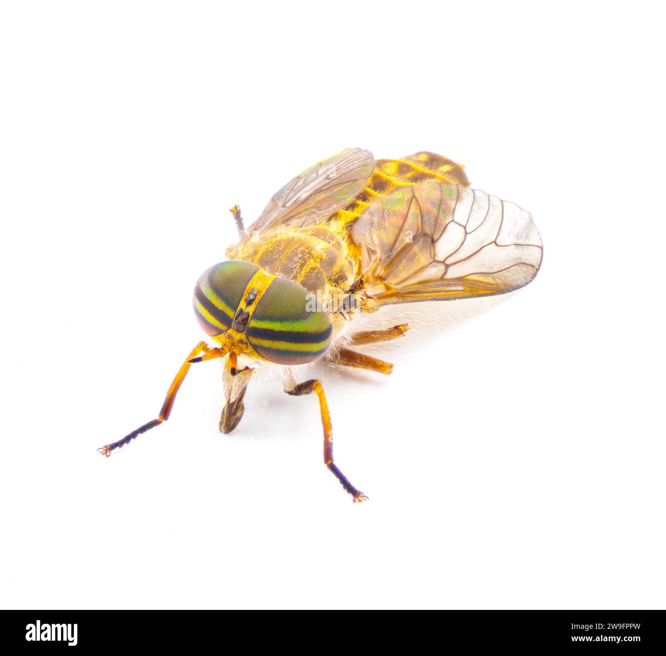 La mosca del cavallo a strisce - Tabanus lineola - è una specie di mosca del cavallo morso. È conosciuto dagli Stati Uniti orientali e meridionali e dalla costa del Golfo di Foto Stock