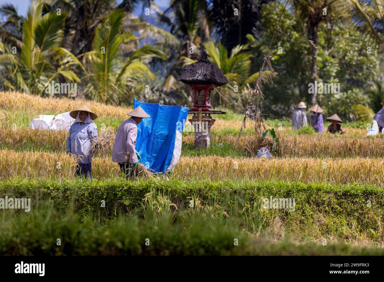 Raccolta di riso nelle risaie a terrazze di Tegalagang, Bali Foto Stock