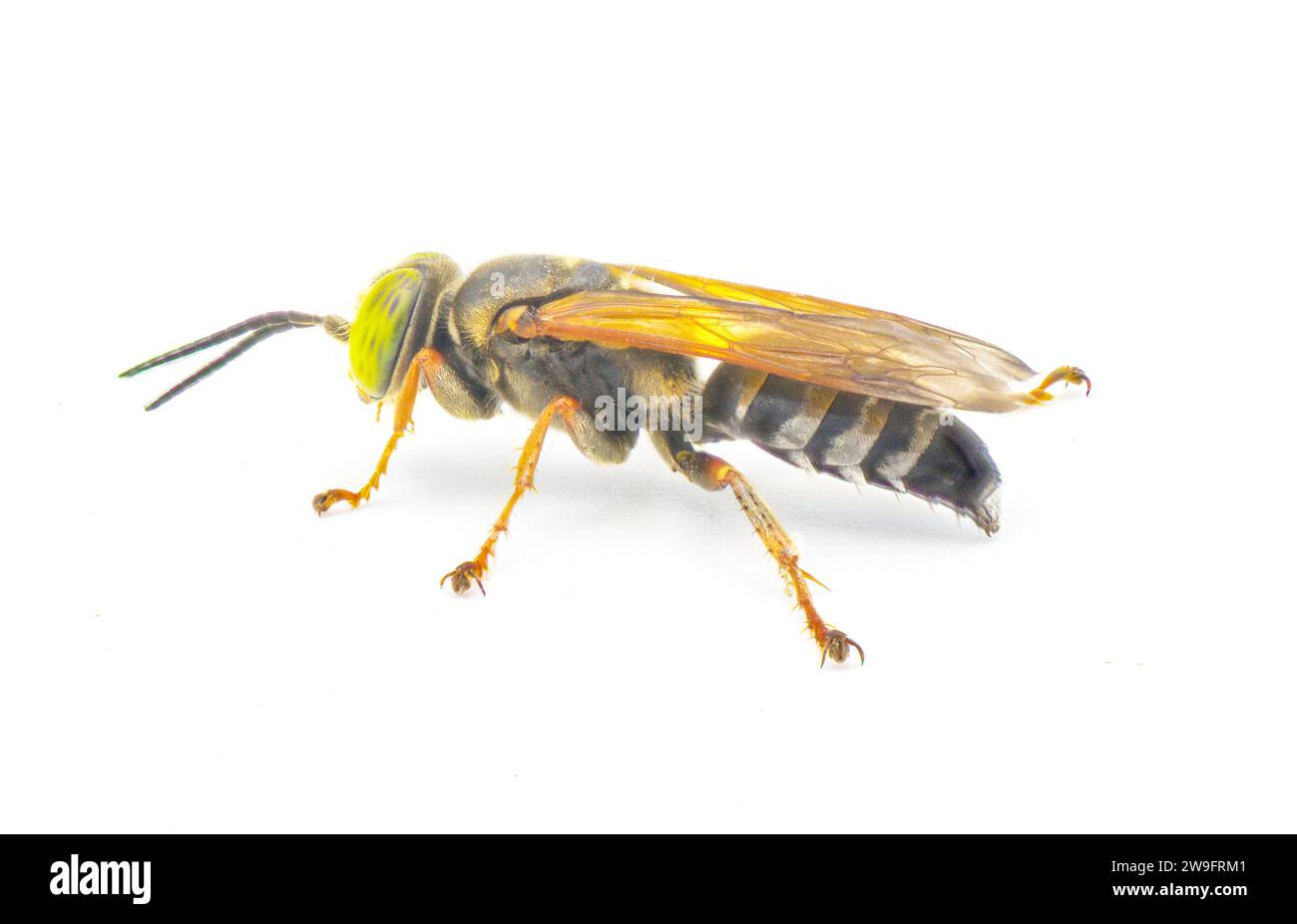 Tachytes aurulentus - vespa di sabbia con occhio verde. Tachytes è un genere di vespe solitarie predatorie e una specie di vespa a testa quadrata della famiglia C. Foto Stock