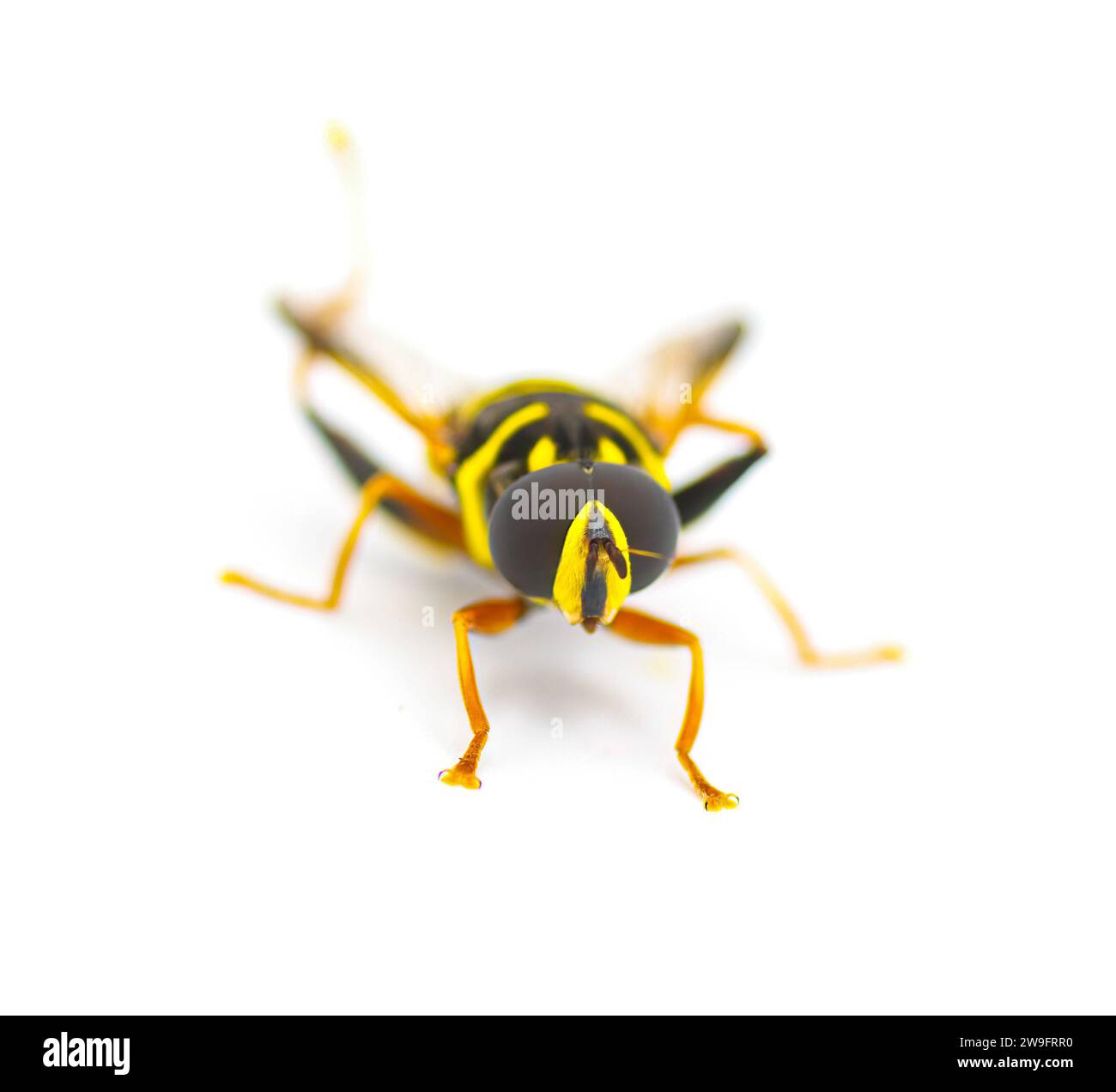 Fiori, volanti, Syrphid o droni volano - elegante stile caroliniano - Meromacrus acutus - colori giallo brillante e nero con strisce che imitano un'ape o una vespa Foto Stock