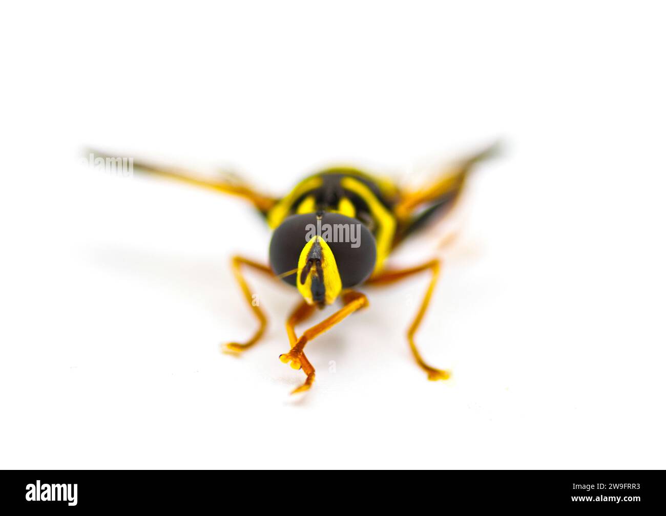 Fiori, volanti, Syrphid o droni volano - elegante stile caroliniano - Meromacrus acutus - colori giallo brillante e nero con strisce che imitano un'ape o una vespa Foto Stock