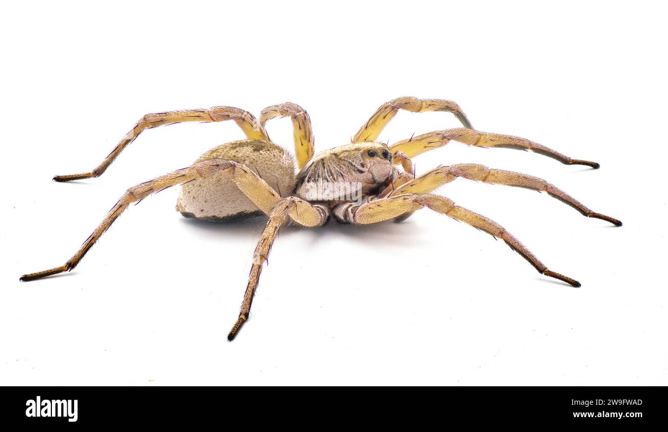 Il ragno femminile di lupo grande e bello Tigrosa annexa è una specie di ragno di lupo della famiglia Lycosidae. Si trova negli Stati Uniti isolato su dove Foto Stock