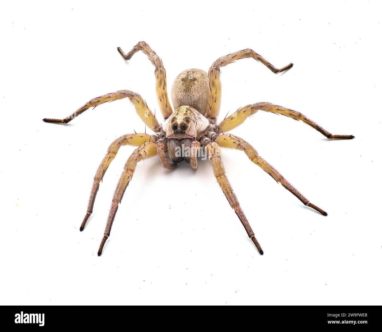 Il ragno femminile di lupo grande e bello Tigrosa annexa è una specie di ragno di lupo della famiglia Lycosidae. Si trova negli Stati Uniti isolato su dove Foto Stock