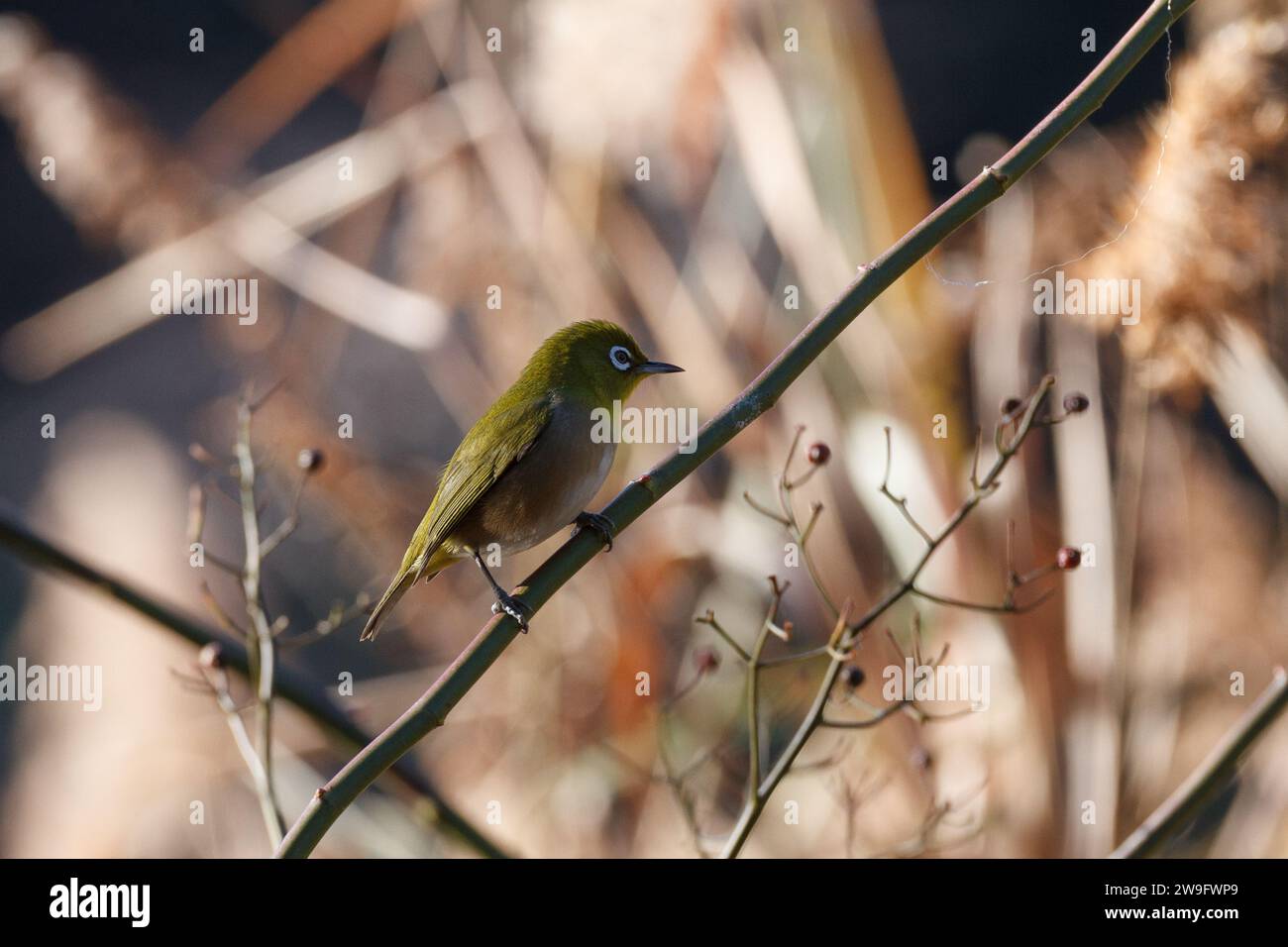 Uccello giapponese o di montagna a occhio bianco (Zosterops japonicus) arroccato sui rami di un albero in un parco a Kanagawa, in Giappone. Foto Stock