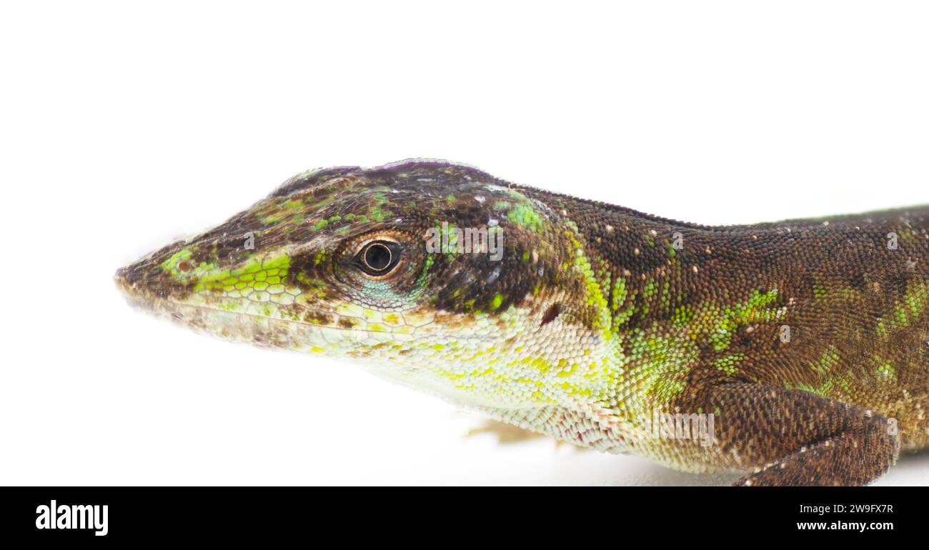 Anodo verde selvatico - Anolis carolinensis - Florida Chameleon primo piano sulla testa in fase di transizione che passa dal verde al marrone Foto Stock