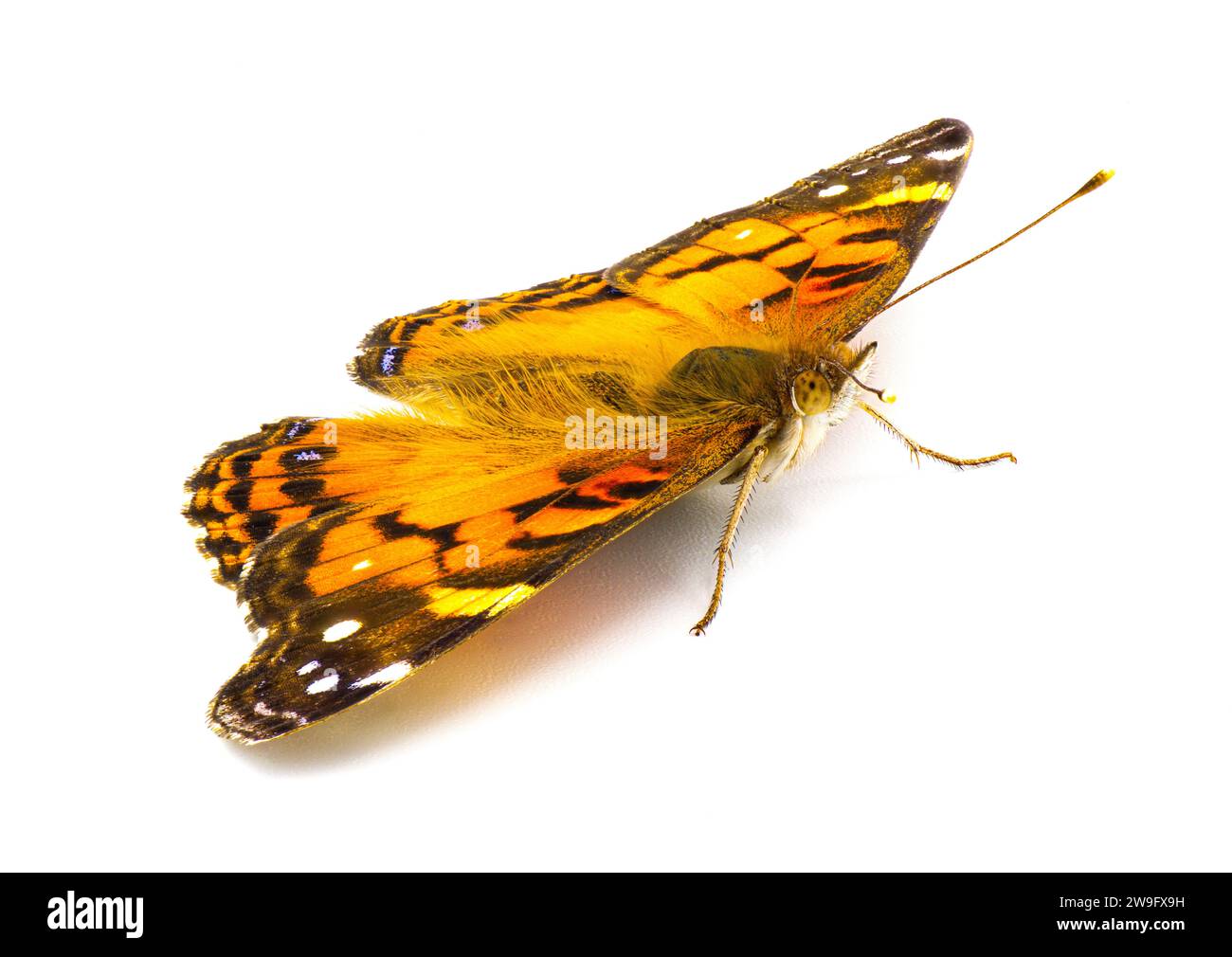 American Painted Lady Butterfly - Vanessa virginiensis - isolata su sfondo bianco sulla parte superiore dorsale anteriore angolata con ali aperte Foto Stock