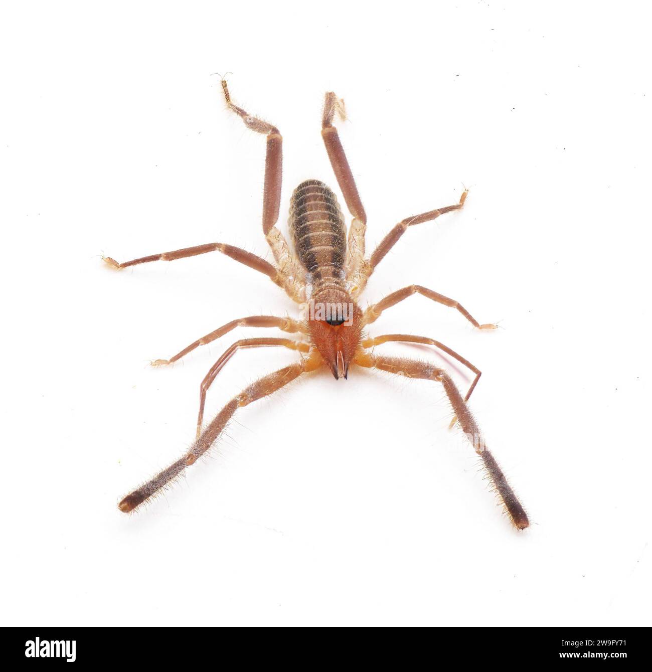 Lo scorpione del vento il ragno del cammello lo scorpione del sole - Ammotrechella stimpsoni - è una specie di solpugido dalla forma curva della famiglia degli Ammotrechidae, isolata su di esso Foto Stock