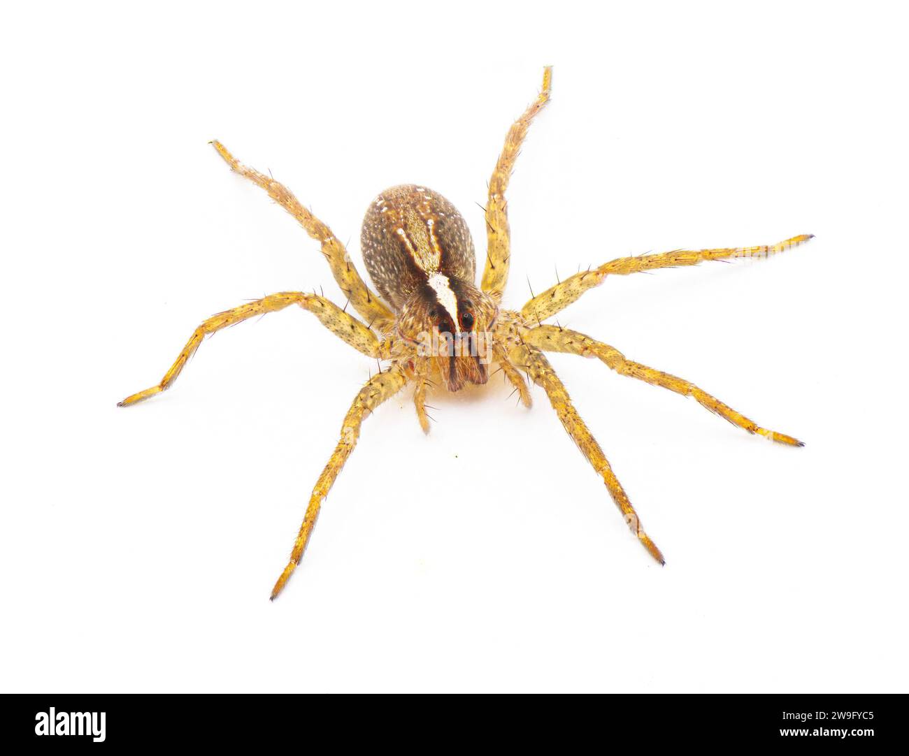 ragno di lupo hentz - rabidosa hentzi - isolato su sfondo bianco. Vista dorsale superiore anteriore Foto Stock