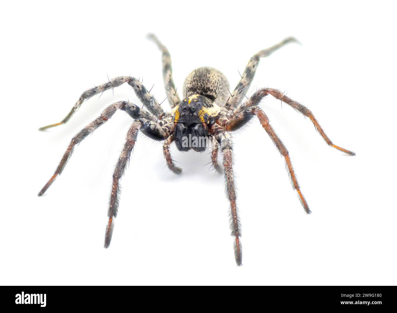 Ragno di lupo della Florida - Sosippus floridanus - grande bel ragno di lupo della famiglia Lycosidae. Vista frontale con dettagli incredibili isolati su wh Foto Stock