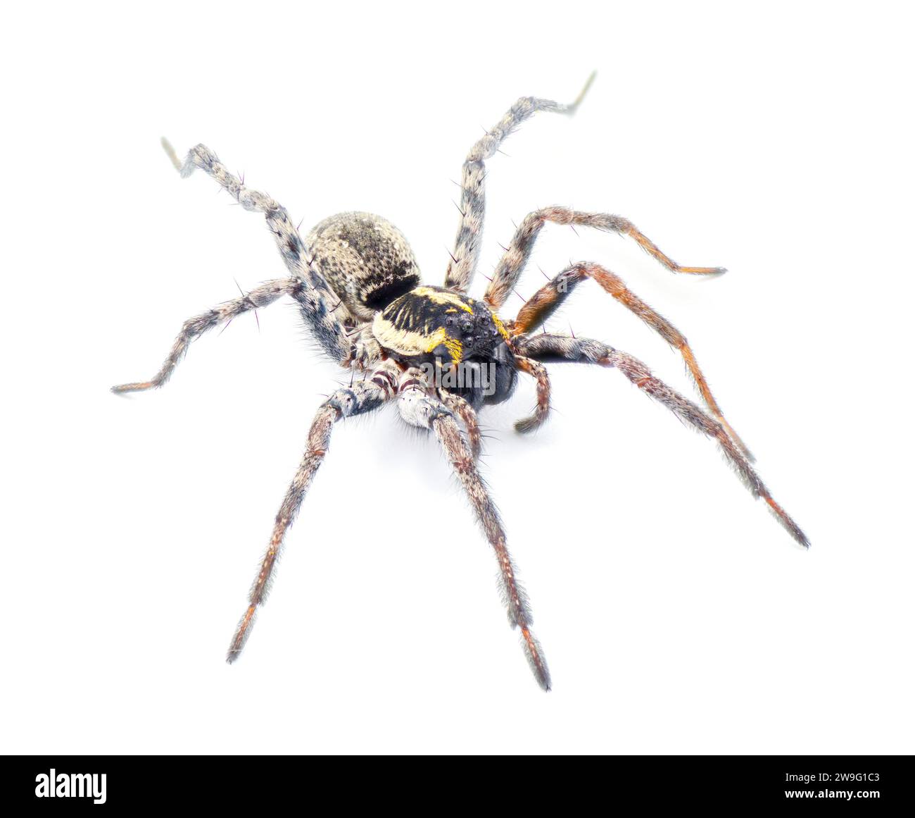 Ragno di lupo della Florida - Sosippus floridanus - grande bel ragno di lupo della famiglia Lycosidae. Vista frontale dall'alto con incredibile isolamento dei dettagli Foto Stock