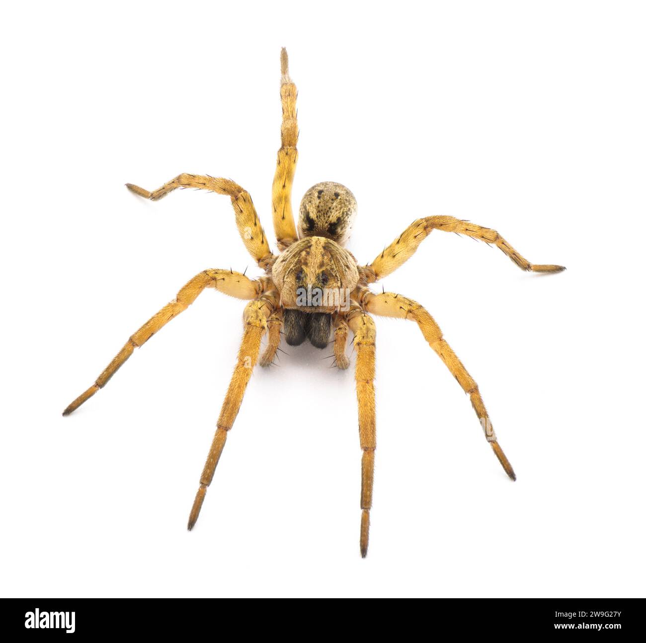 La Tigrosa annexa è una specie di ragno lupo della famiglia Lycosidae. Si trova negli Stati Uniti. Vista frontale superiore isolata su sfondo bianco Foto Stock