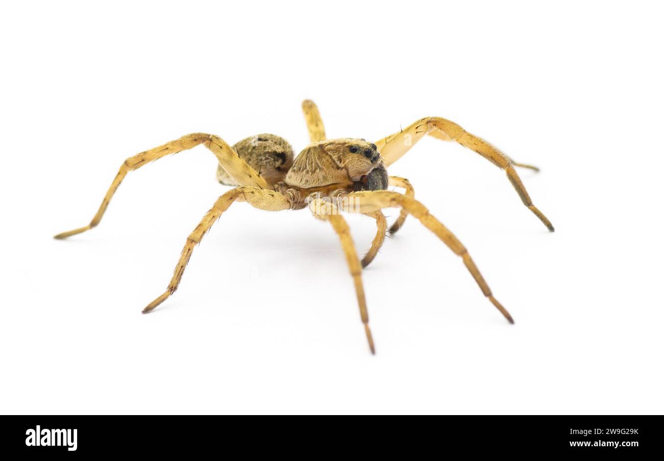 La Tigrosa annexa è una specie di ragno lupo della famiglia Lycosidae. Si trova negli Stati Uniti. Vista del profilo laterale isolata su sfondo bianco Foto Stock