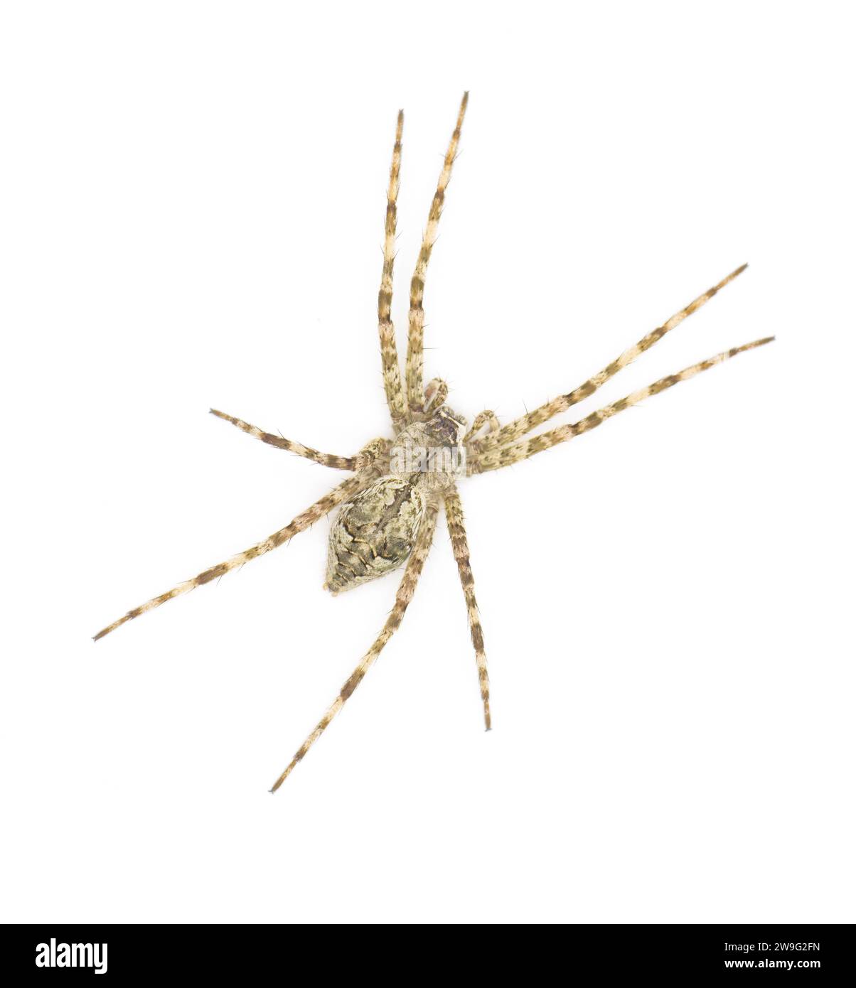 Pesca a bande bianche - Dolomedes albineus - Vista dorsale superiore isolata su sfondo bianco. Una delle otto specie di ragno da pesca del Nord America Nor Foto Stock
