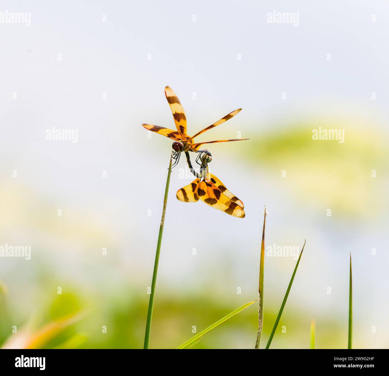 Pennant di Halloween - Celithemis eponina - due libellula abbinate a una pianta d'acqua con fondo d'acqua sfocato Foto Stock