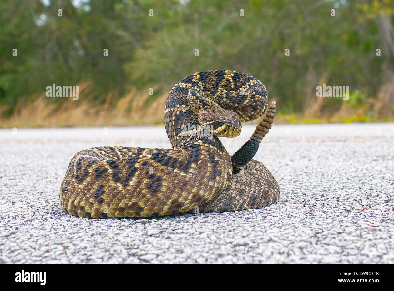 Il re di tutti i serpenti a sonagli del mondo, Crotalus Adamanteus, il rattler del Diamondback orientale, in posa sciopero di fronte alla fotocamera. 9 battiti e un pulsante Foto Stock
