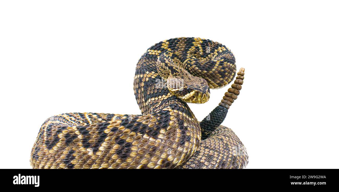 Il re di tutti i serpenti a sonagli del mondo, Crotalus Adamanteus, il rattler del Diamondback orientale, in posa sciopero di fronte alla fotocamera. ritaglio isolato su b. bianco Foto Stock