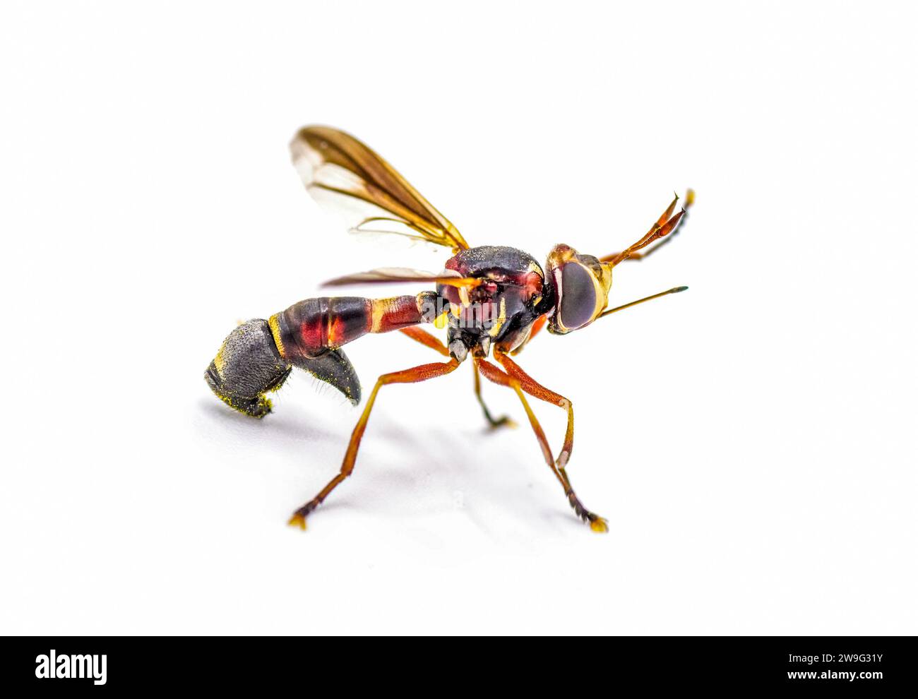 Physoconops floridanus - Florida physoconops - è una specie di mosca dalla testa spessa della famiglia Conopidae. E' una vespa che non punge. Isola Foto Stock