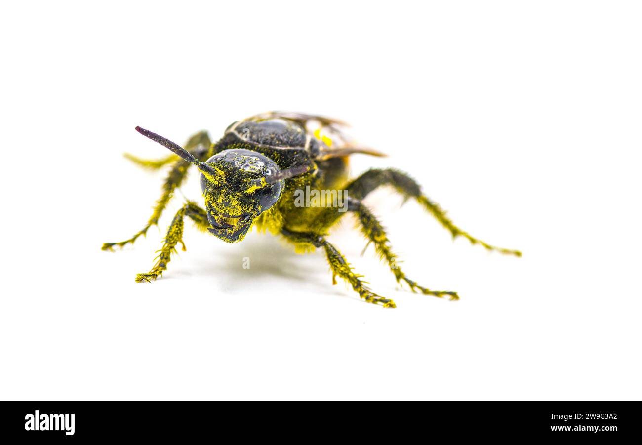 Grande vespa Scoliide a quattro punti - Pygodasis quadrimaculata - vista frontale femminile per adulti isolata su sfondo bianco Foto Stock