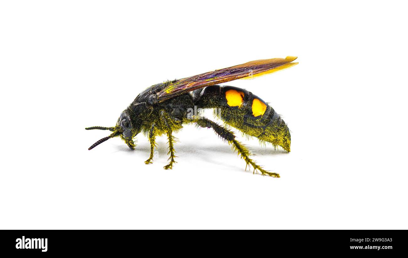 Vespa Scoliide grande a quattro punti - Pygodasis quadrimaculata - vista del profilo laterale femminile per adulti isolata su sfondo bianco Foto Stock