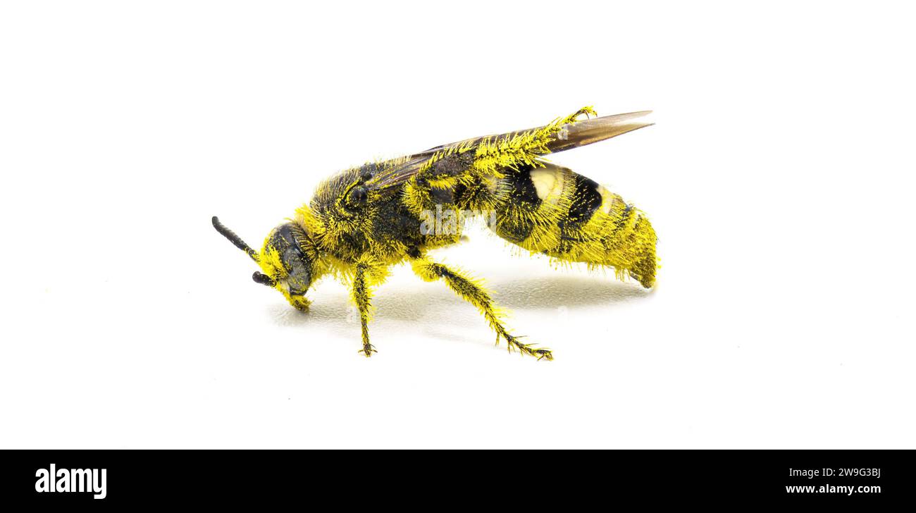 Vespa scolide con zampe di piume - Dielis plumipes fossulana - vista laterale coperta da polline giallo. isolato su sfondo bianco Foto Stock