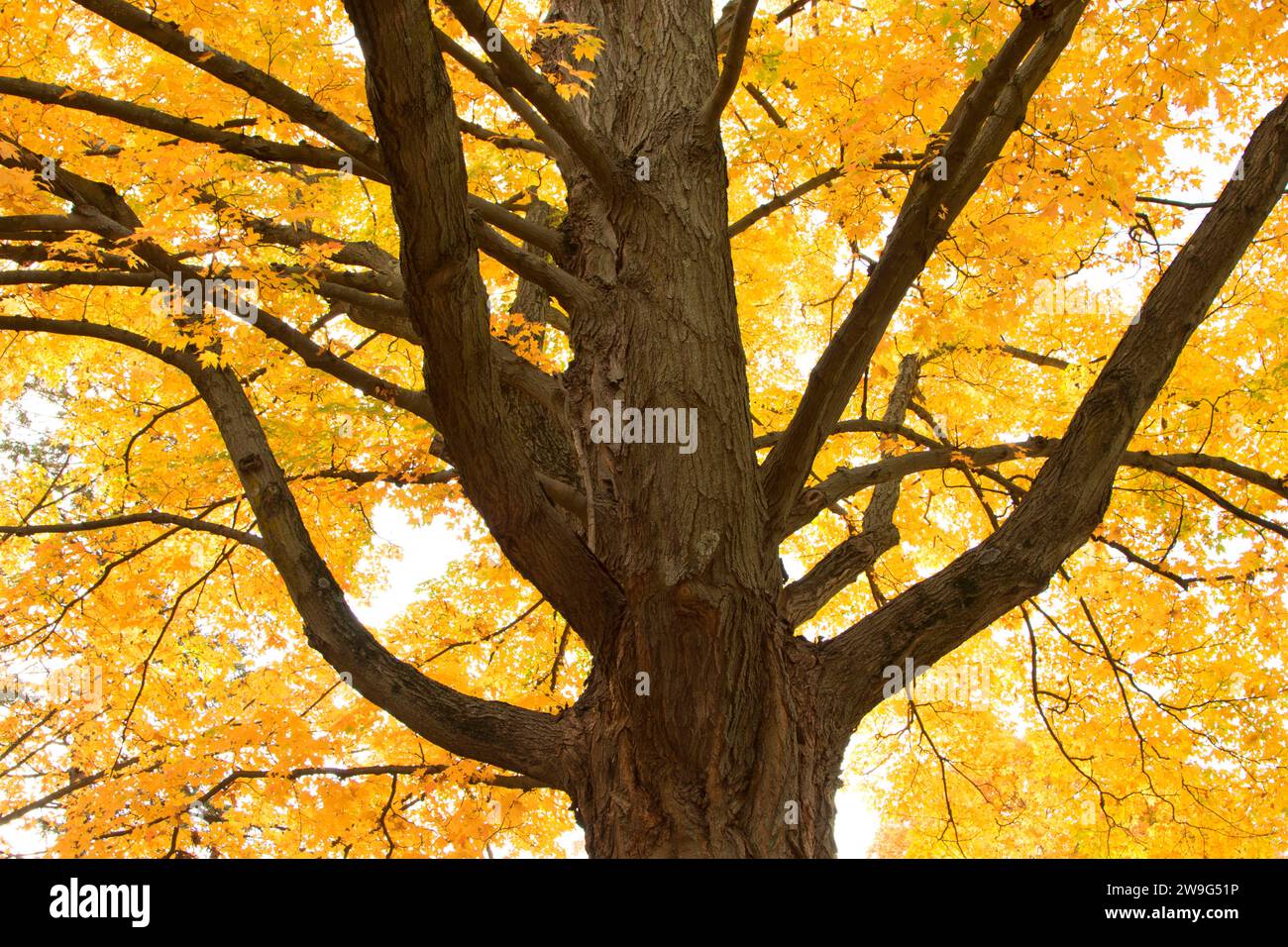 Maple caduta delle foglie, AW Stanley Park di New Britain, Connecticut Foto Stock