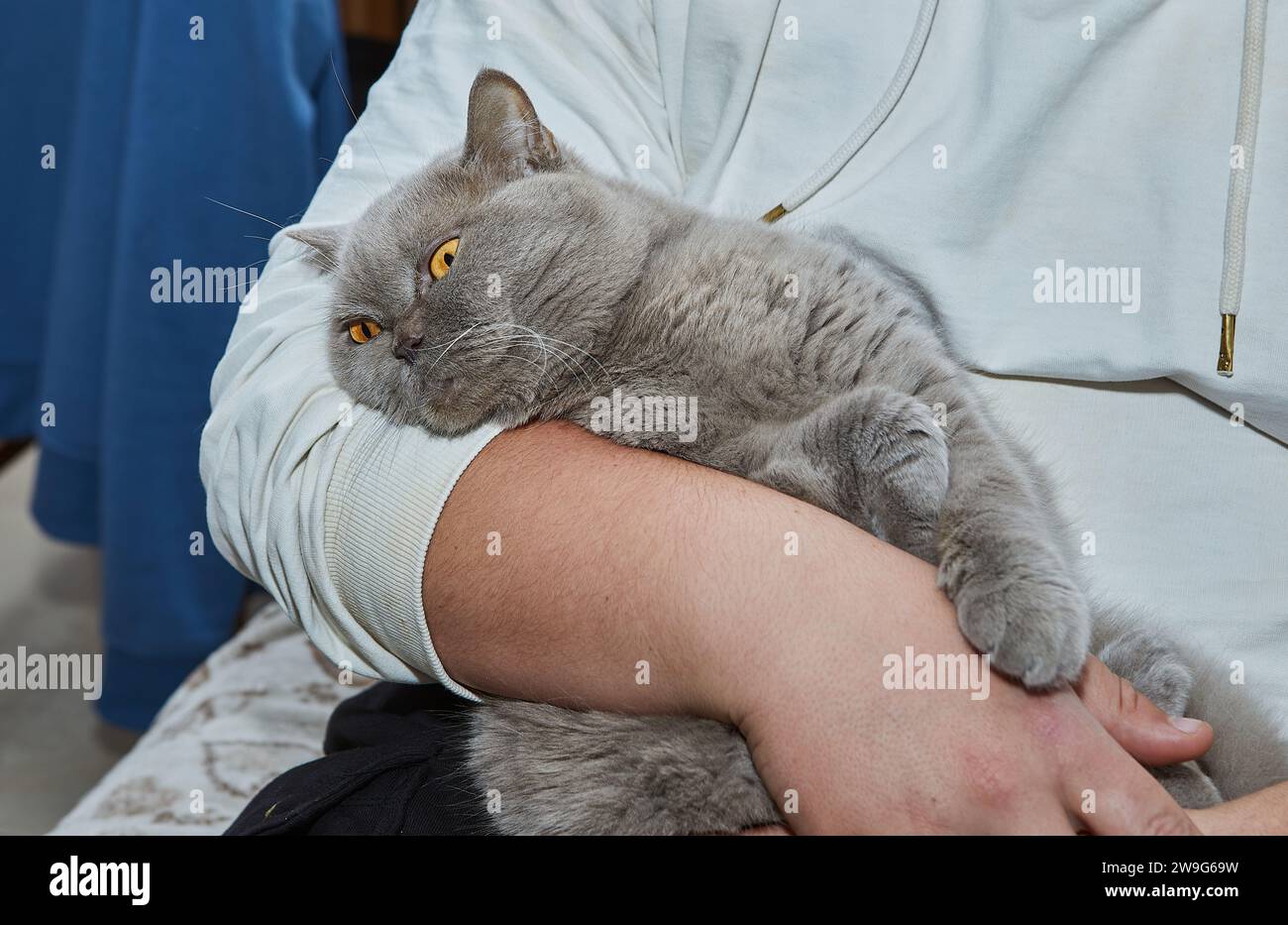 Primo piano di un affascinante gatto lilla britannico teneramente tenuto per mano in un ambiente domestico confortevole, che mostra l'amore e l'affetto tra il Foto Stock