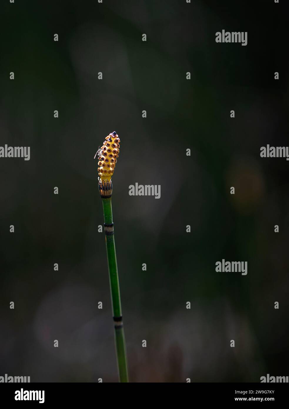 Un'immagine ravvicinata di un singolo bocciolo di fiore che emerge da uno stelo sommerso dall'acqua Foto Stock