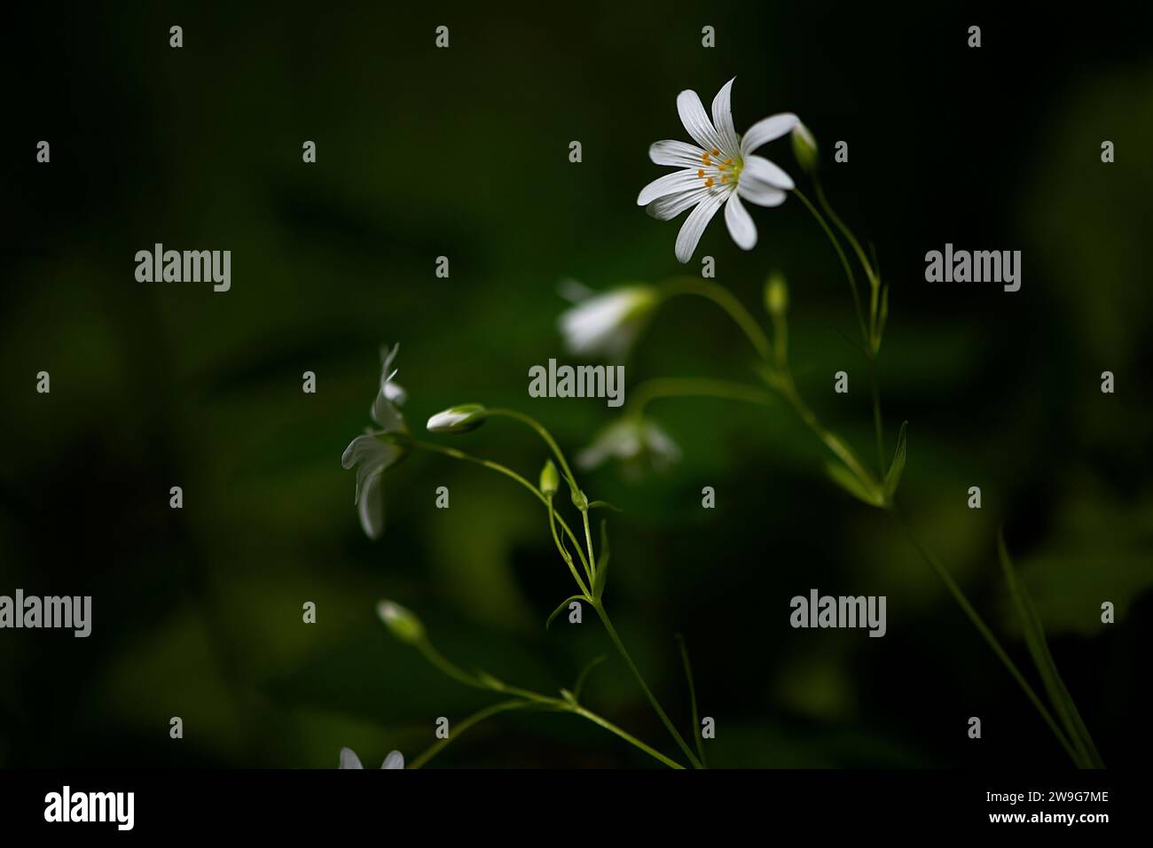 Un primo piano di un gruppo di fiori bianchi che fioriscono in cima a lussureggianti lame verdi di erba e fogliame Foto Stock