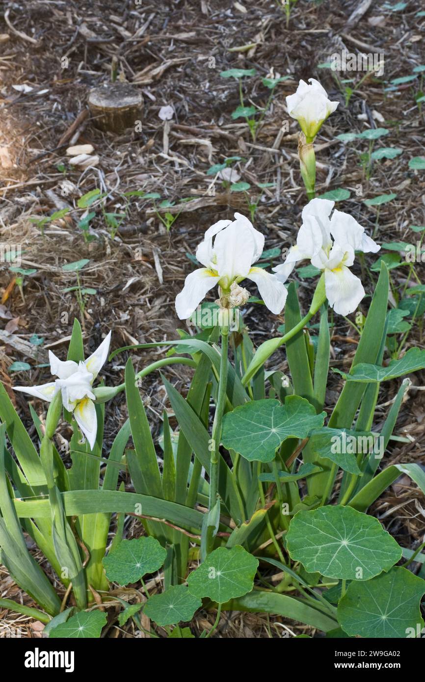 Eleganti fiori di Iris bianchi fioriti all'aperto nel giardino Foto Stock