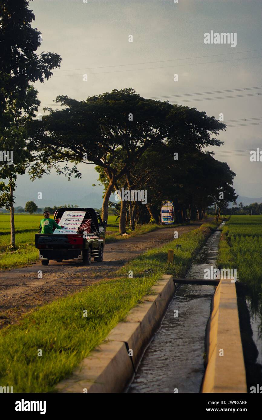 Un pick-up che viaggia in una strada nel mezzo di risaie. Foto Stock
