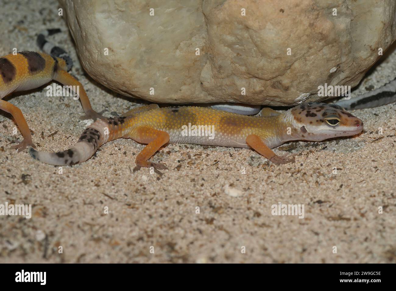 Primo piano dettagliato su un colorato geco leopardo, Eublepharis macularius seduto in un terrario Foto Stock