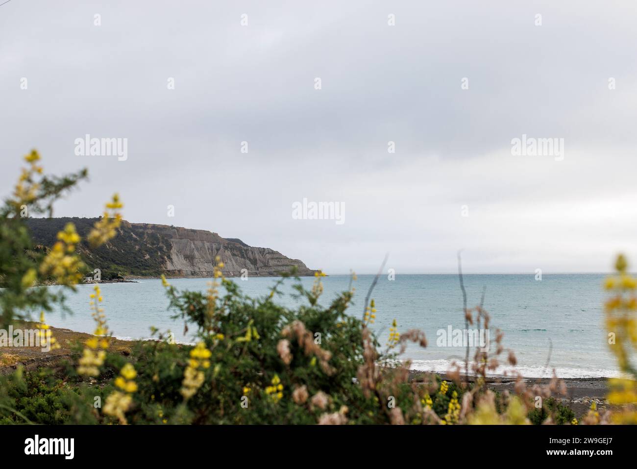 Una foto della costa di cape palliser. In primo piano c'è una grande quantità di vita delle piante. Sulla terra ci sono le scogliere rocciose Foto Stock