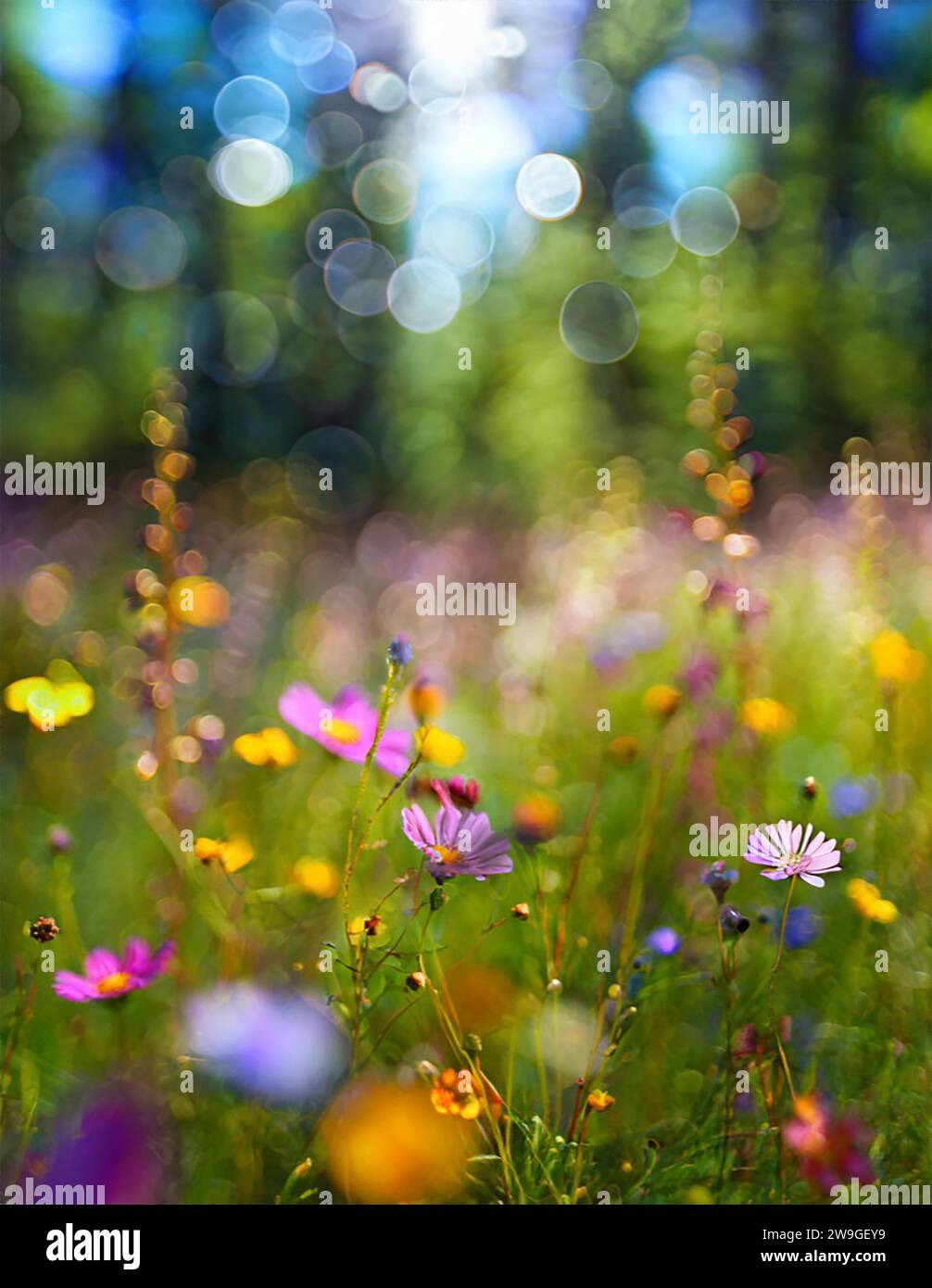 Splendido prato selvaggio in un paesaggio polacco in una calda giornata estiva mentre sei in vacanza. Foto Stock