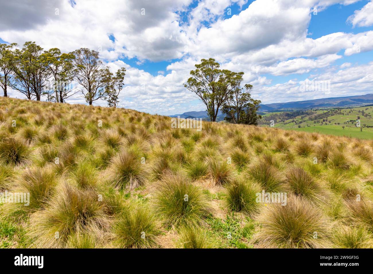 Paesaggio rurale australiano nel centro-ovest del nuovo Galles del Sud, Australia, estate 2023, tussocks e vegetazione Foto Stock