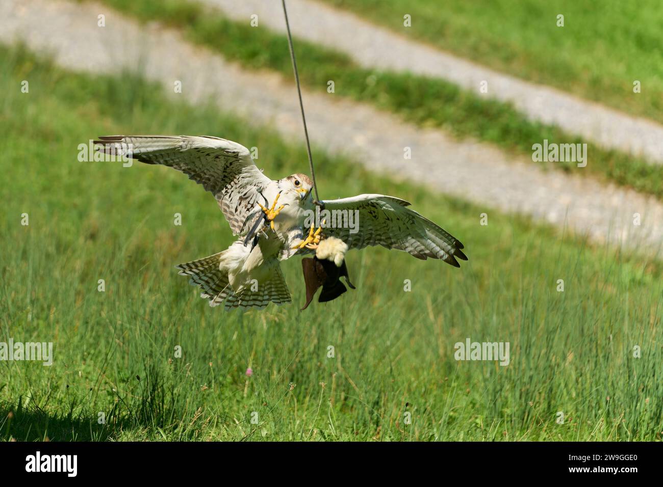 Un gruppo di persone ha catturato un uccello, sospendendolo in aria con le mani prima di metterlo delicatamente sull'erba verde sottostante Foto Stock