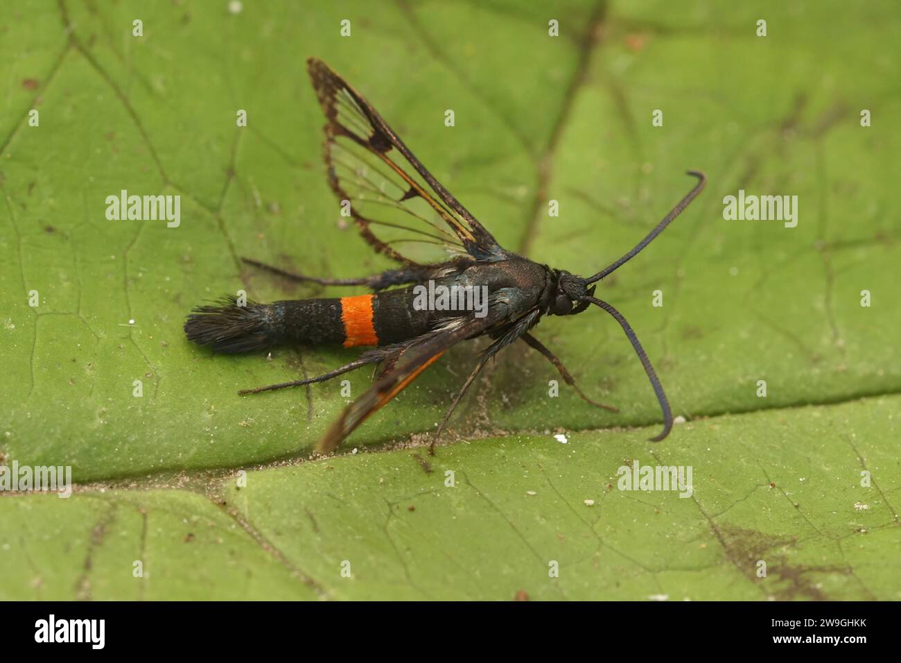 Primo piano naturale su una colorata falena Clearwing con cintura rossa, Synanthedon myopaeformis seduta su una foglia verde Foto Stock