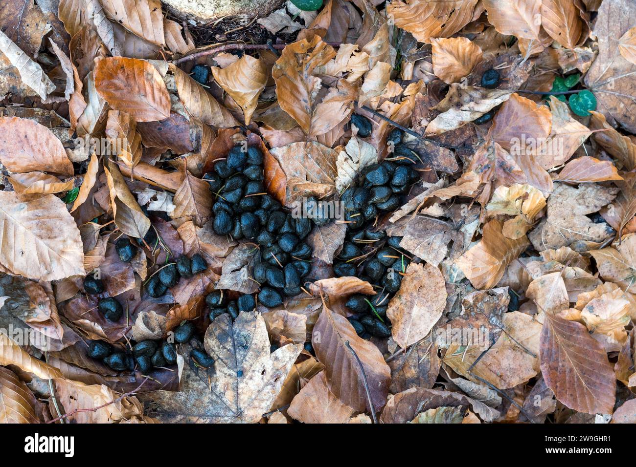Escrementi di cervi rossi in una foresta italiana su uno sfondo con foglie secche. Stallatico fresco di Cervine di Roe europea (Capreolus capreolus) nel legno di Greenwood. Foto Stock