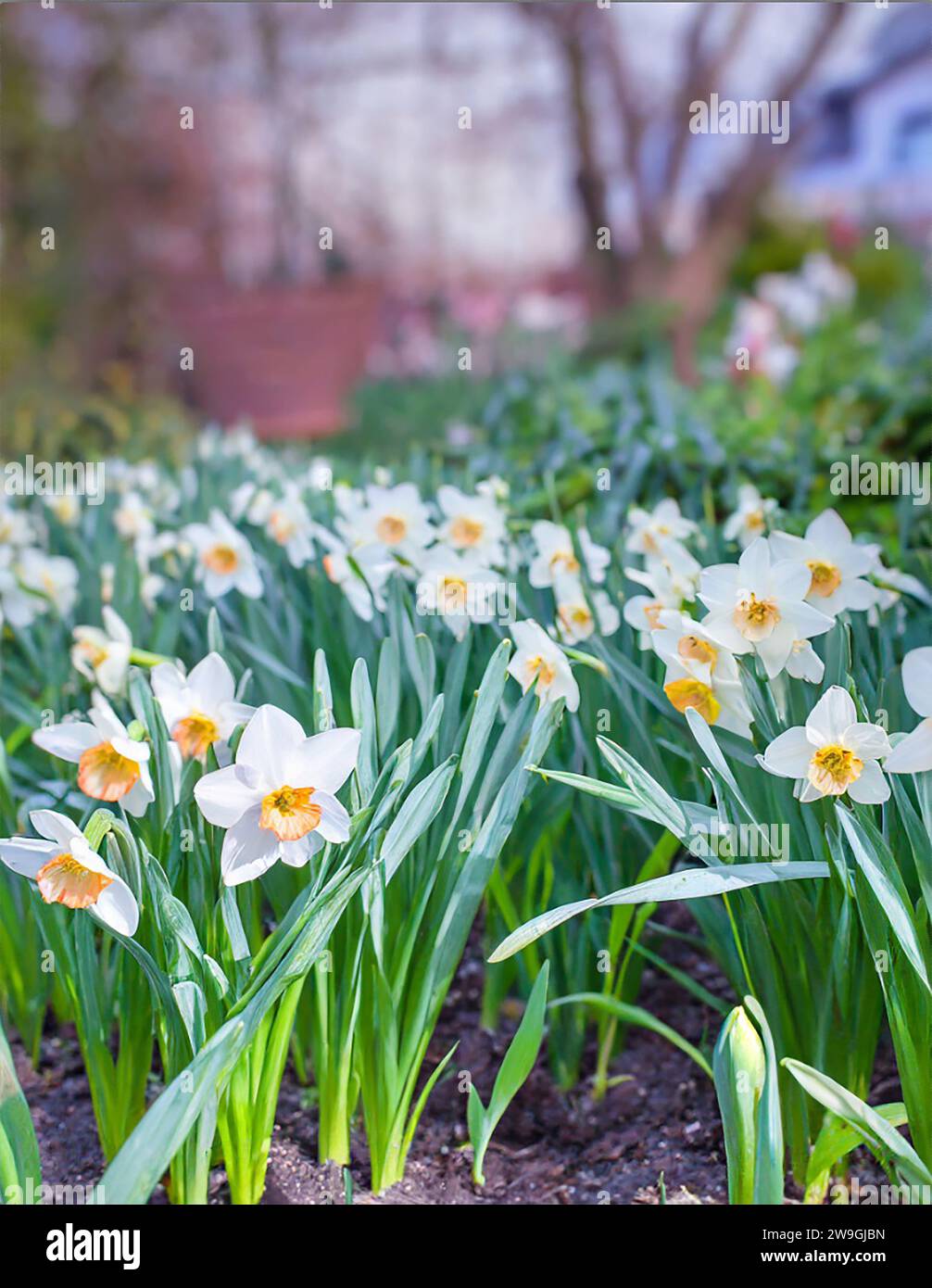 Primavera in giardino, croci, tulipani, narcisi in fiore, in una giornata fresca e luminosa. Foto Stock