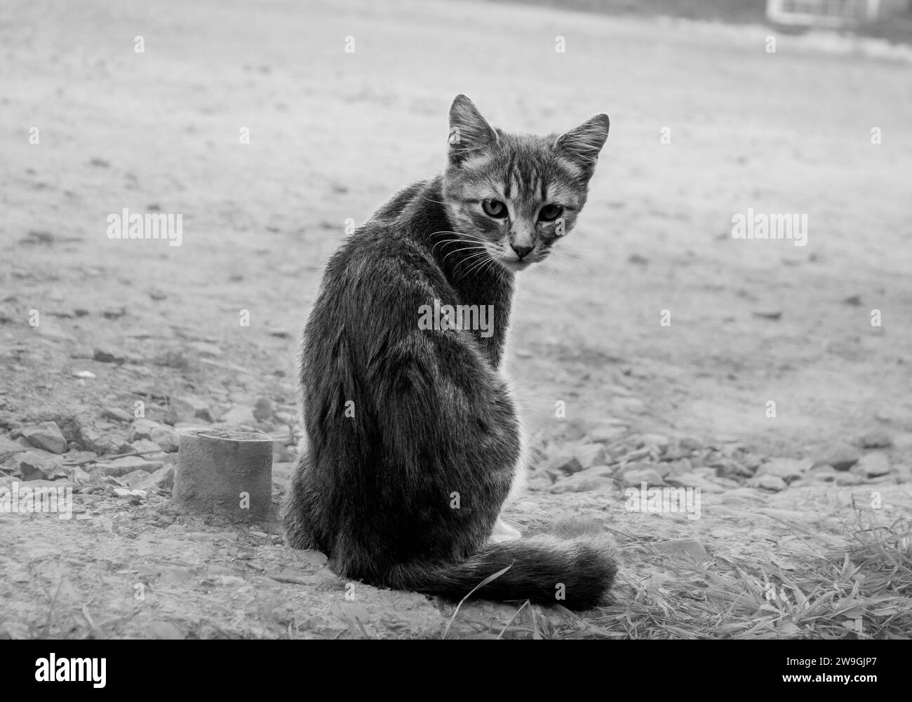 Primo piano di un gatto di strada seduto a terra Foto Stock
