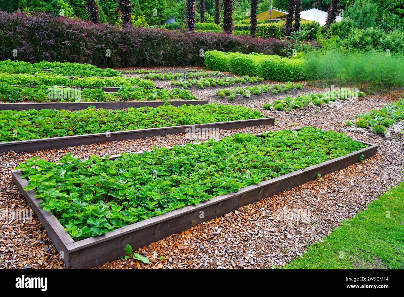 Verdure che crescono in letti rialzati nell'orto Foto Stock
