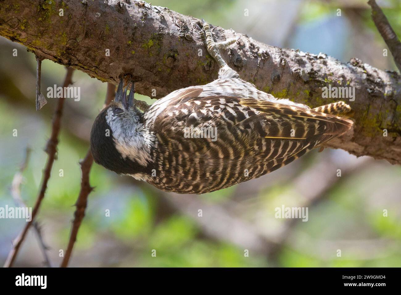 Cardinale Woodpecker donna (Dendropicos fuscescens) che fa il foraggio in un albero, Limpopo, Sudafrica Foto Stock