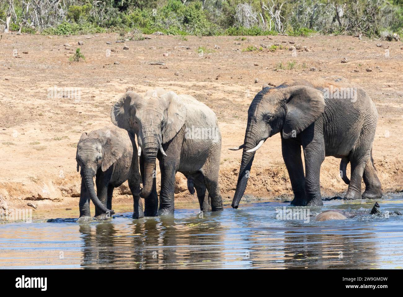 Famiglia di elefanti africani di Bush (Loxodonta africana) con vitello alla sorgente, Addo Elephant National Park, Capo Orientale, Sudafrica Foto Stock