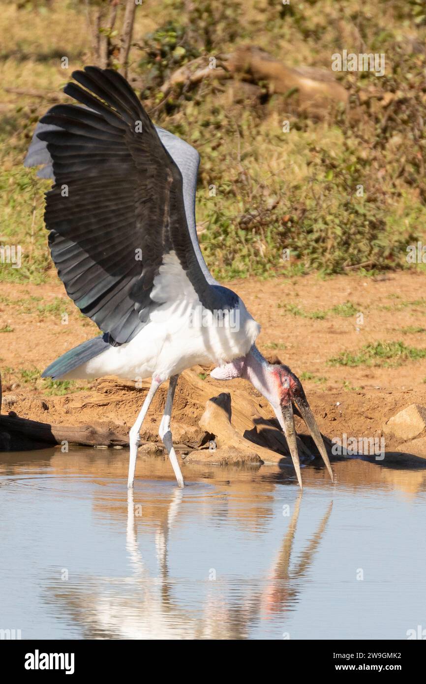 Marabou Stork (Leptoptilos crumeniferus), Kruger National Park, Limpopo, Sud Africa. Il sacchetto o sacco gonfiabile della gola rosa è usato per ventilatio Foto Stock