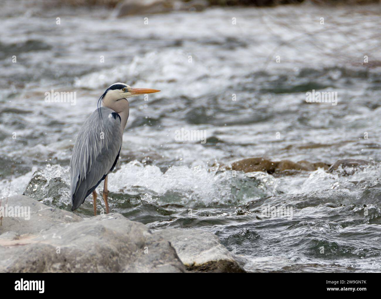 Airone grigio (Ardea cinerea) in piedi vicino al fiume Foto Stock