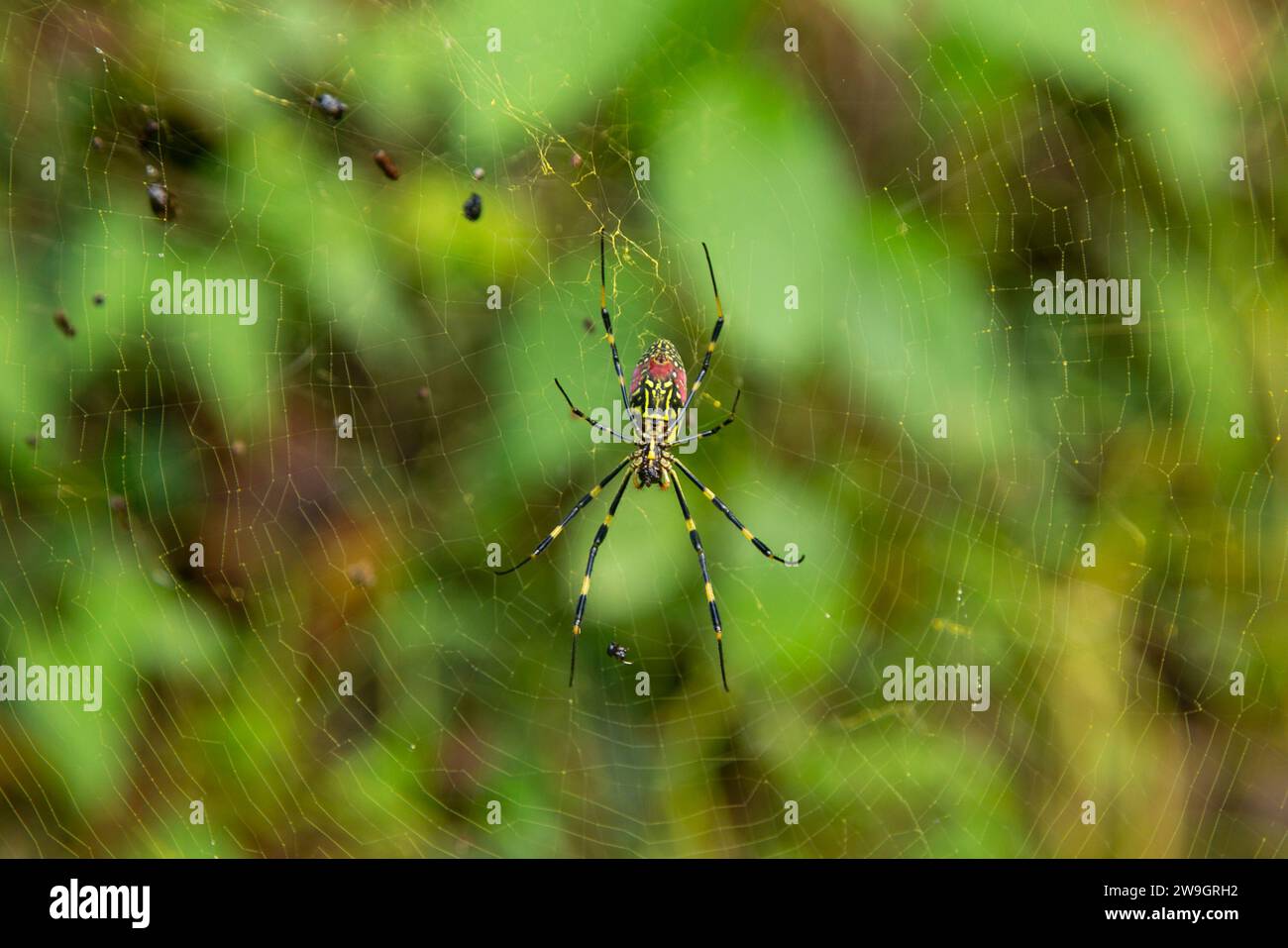 Trichonephila clavata, noto anche come il ragno Joro in Giappone. Foto Stock